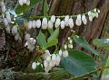 Oval-Leaf Lyonia